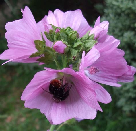 musk mallow facts  health benefits