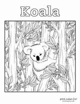 Koala Coloring Pages Cute Print Color Fun sketch template