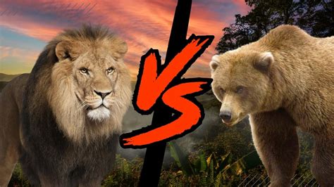 grizzly bear  lion   win   fight whoisvictoriouscom