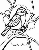 Coloring Pages Oriole Getcolorings Chickadee Color sketch template