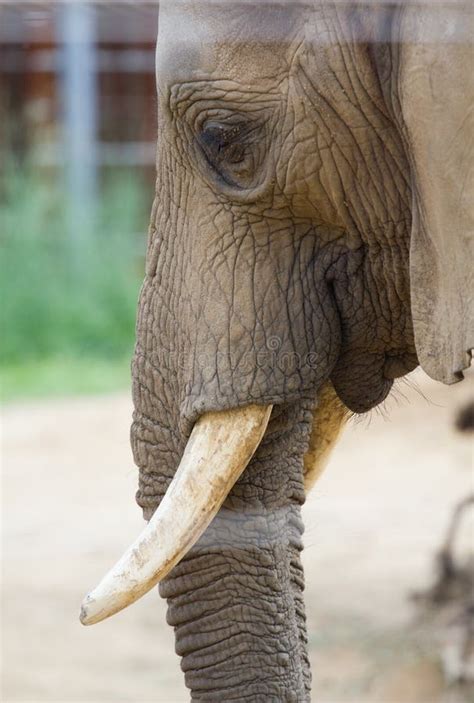 elephant head stock photo image  asia large tusks