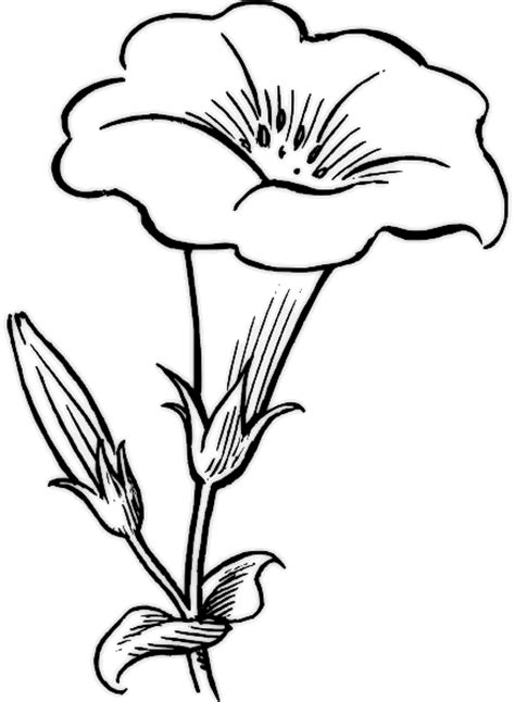 flower coloring pages  kids