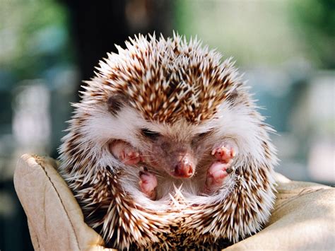 piers penniless  hedgehogs dilemma