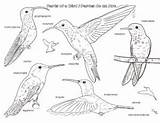Bird Coloring Birds Pages Spanish Parts Kids Hummingbird English Click Tropics  sketch template