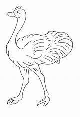 Autruche Ostrich Avestruz Coloriage Coloriages Colorier sketch template