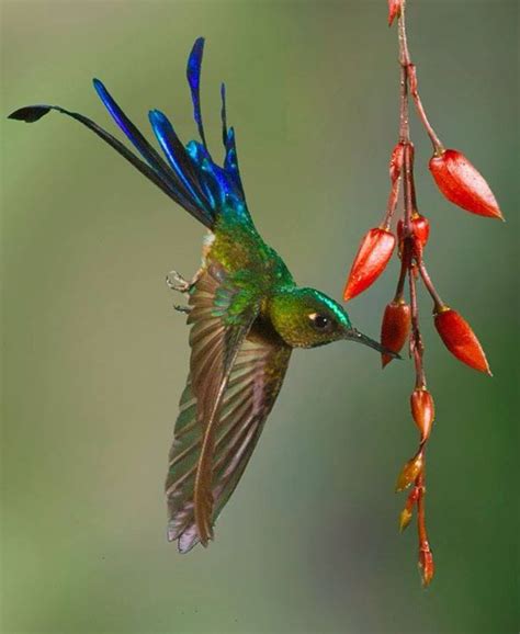 long tailed sylph hummingbird rhummingbirds