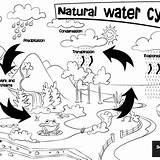 Natural Cycle Water Colouring Sheet Resources Resource sketch template