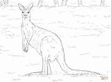 Supercoloring Kangaroos Kangur sketch template