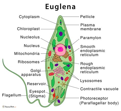 euglena definition structure characteristics  diagram
