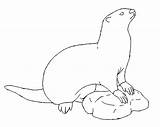 Loutre Coloriages Otter sketch template