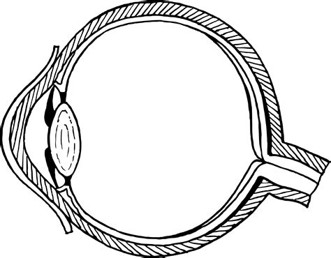 human eye diagrams   unlabeled  diagrams