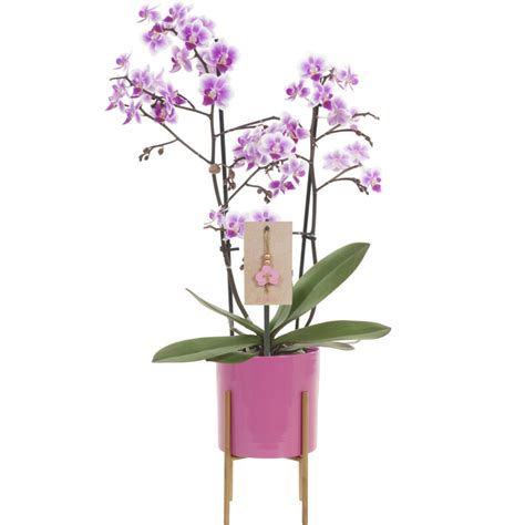 ah orchidee multiflora  pot bestellen albert heijn