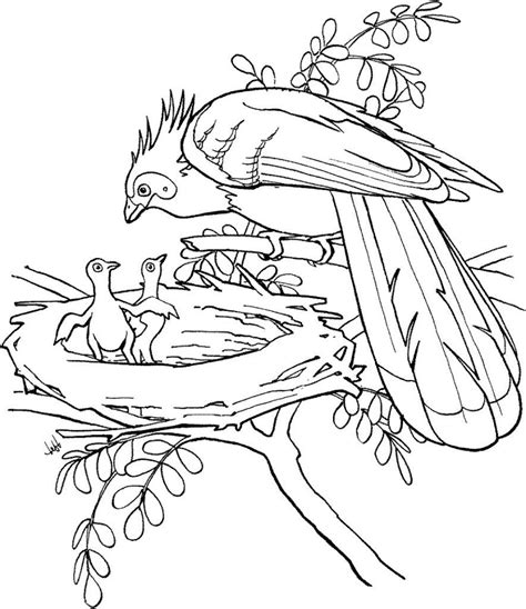 bird coloring pages  bird coloring pages animal coloring pages