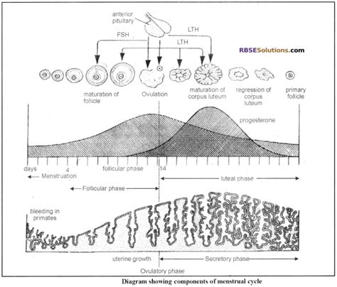 rbse solutions for class 12 biology chapter 34 menstrual cycle in woman