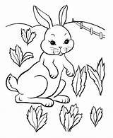 Rabbit Color Coloring Pages Print Pdf sketch template