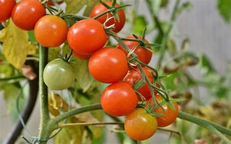 khasiat  manfaat tomat  kesehatan secara menyeluruh