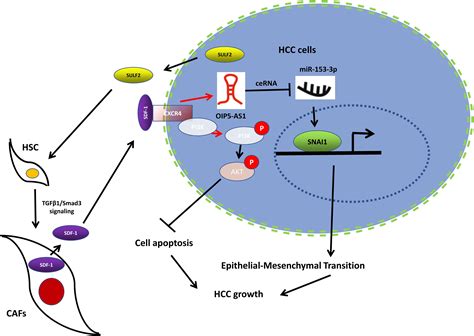 frontiers sulfatase 2 induced cancer associated fibroblasts promote