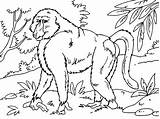 Baboon Coloring Pages Coloringpages4u sketch template