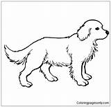 Golden Retriever Pages Puppy Coloring Color Online Adults Coloringpagesonly sketch template