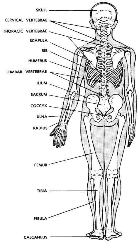 human skeleton diagram images   finder