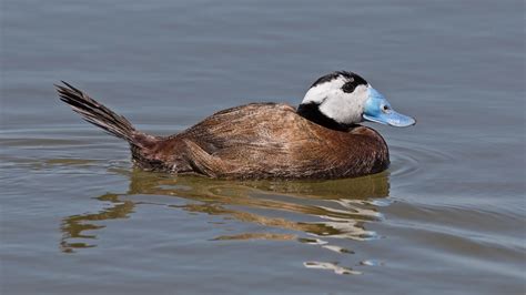 white headed duck  paul coombes birdguides