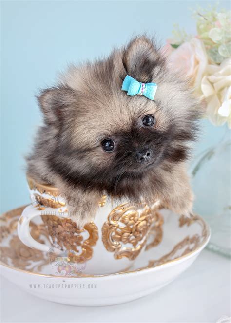 beautiful gorgeous pomeranian puppies teacups puppies