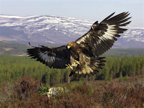 kazakh symbol golden eagle  critically endangered