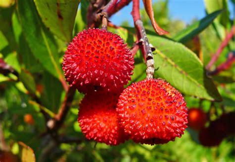 Tra le sempreverdi, quelle con fiori sgargianti e quelle che cambiano colore ogni stagione, troverete il rampicante che fa per voi · piante rampicanti . Scelte per Te Giardino | Pianta da frutto Corbezzolo