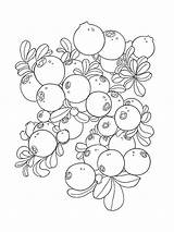 Cowberry Fruits Blueberries sketch template
