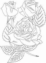 Grandiflora Designlooter Sundowner sketch template