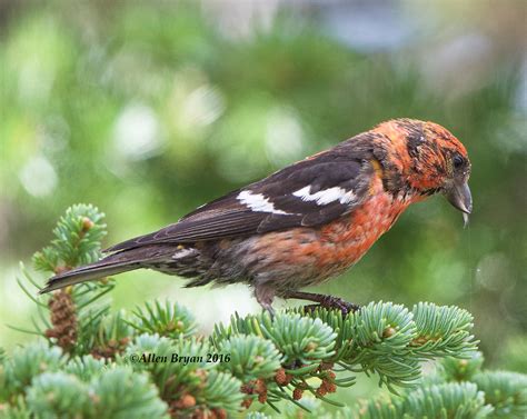 white winged crossbill visitingnature