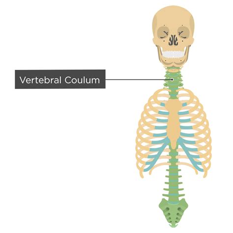axial skeleton getbodysmart