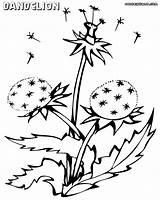 Coloring Dandelion Pages sketch template