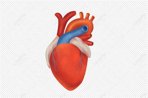 gambar jantung manusia kartun terbaru gambar