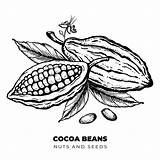 Cacao Disegnato Inciso Fagioli Fave Cocoa Drawn Vecteezy sketch template