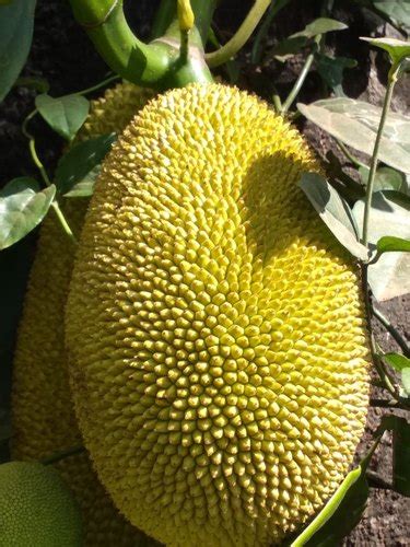 jackfruit wholesale price  jack fruit  india