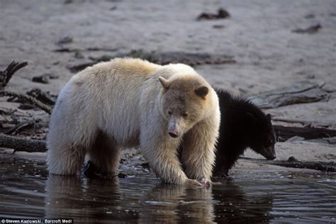 in pictures the spirit bear the rare blonde black bear of canada s western coast daily