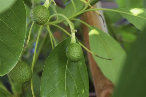 Fertilizer For Avocado Trees – Learn When And How To Fertilize Avocado