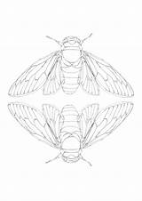 Cicada Coloring Insect Insects Wings Visuals Sketch Linocut sketch template