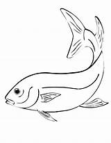 Fish Coloring Pages Drawing Line Template Drawings Animal Bass Kids Koi Printable Draw Animals Colouring Outline Fishing Templates Sketch Betta sketch template