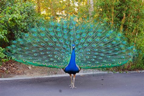 indian national bird peacock  wallpapers