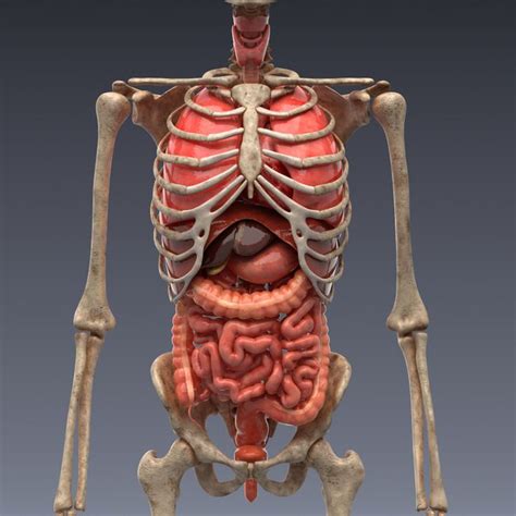 Realistic Human Internal Organs 3d Model Human Body Organs Human