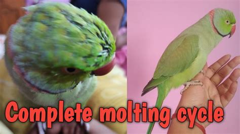 Complete Molting Cycle Of Indian Ringneck Parrot Youtube