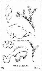 Bastow Hepaticae Leafy Tasmanian Liverworts Two Bryophyte Heino Lepp Written sketch template