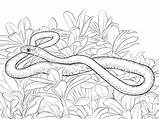 Mamba Schlangen Serpent Designlooter Ausmalen Anaconda Schlange Couleuvre sketch template