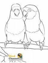 Lovebirds Canary Pet sketch template