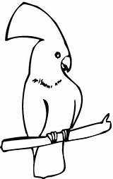 Cockatoo Coloring Sitting Pages Cockatoos Supercoloring Drawing Categories sketch template