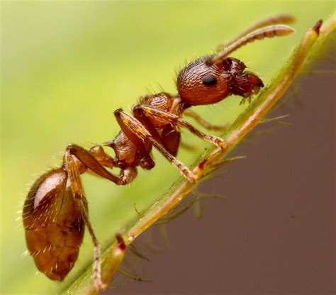 fire ants force cp  incinerate arbutus rail ties cbc news