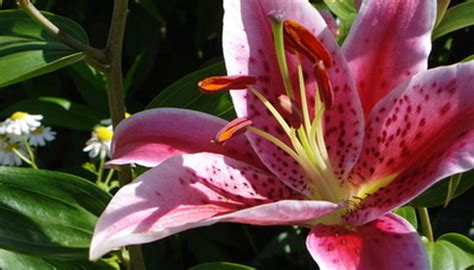 grow stargazer lilies  florida garden guides