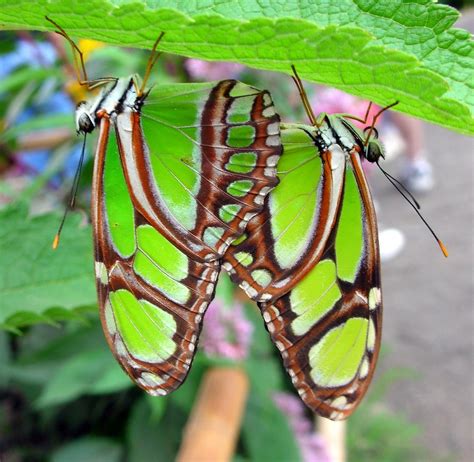 butterfly sex two green butterflies having well